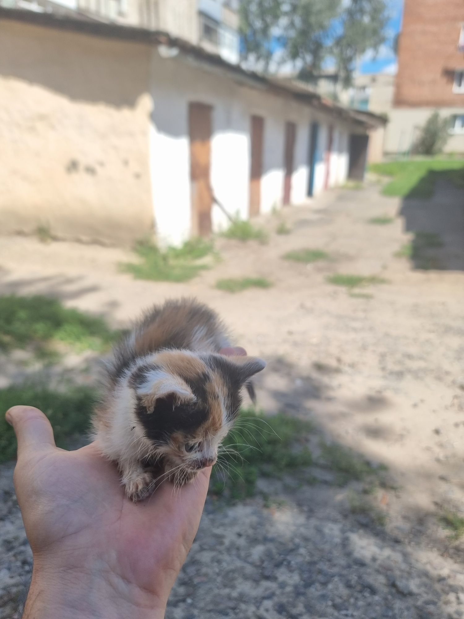 Кошеня шукае родину