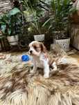 Cavalier King Charles spaniel piesek