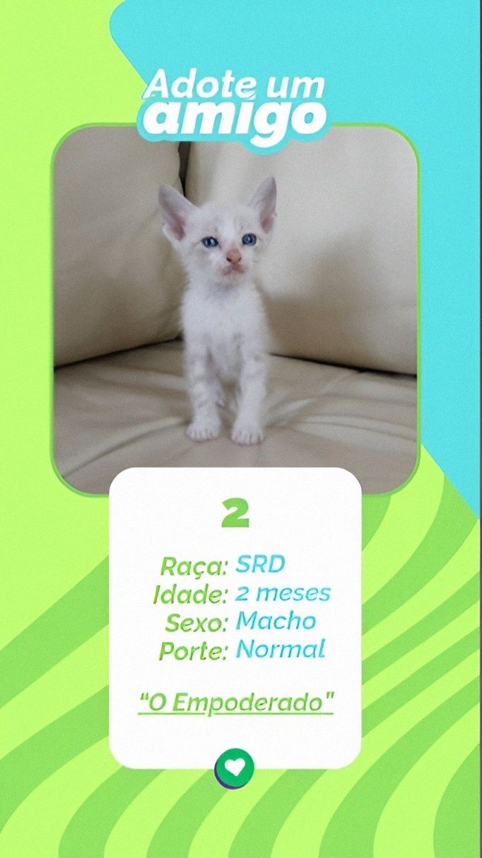 Gatinhos bebés para adoção responsável – 8 disponíveis