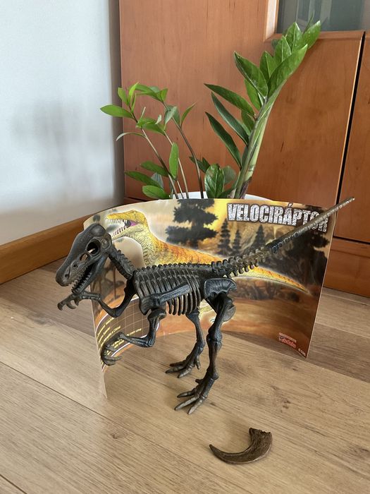 Esqueleto de Velociráptor