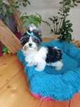 Yorkshire terrier biewer śliczny piesek
