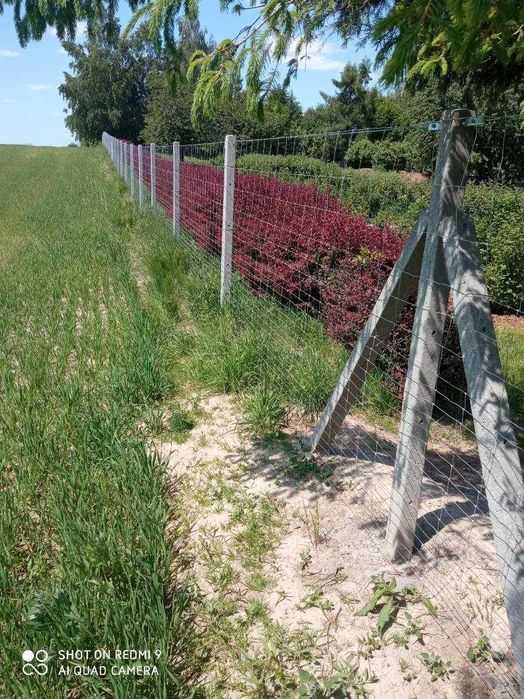 Słupek betonowy 21zł h-2,2m Producent Siatka leśna Ogrodzenie leśne