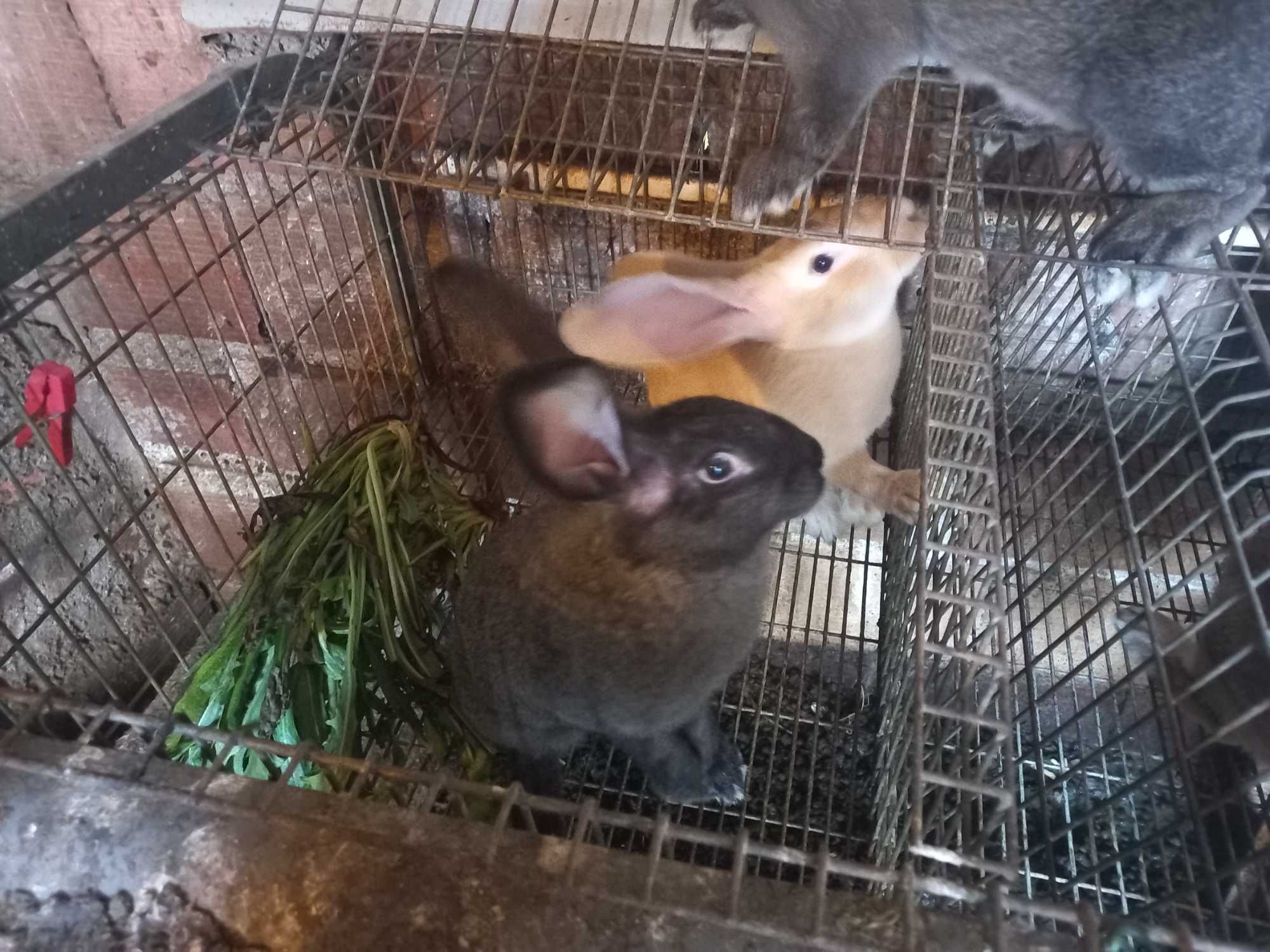 Coelhos para criar