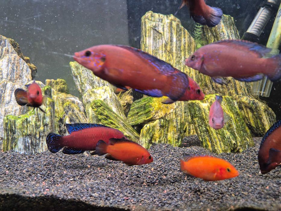 Hemichromis exsul