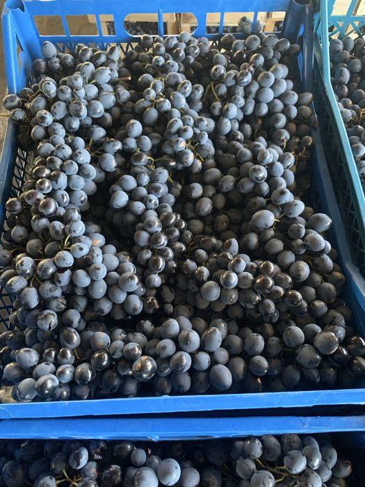 Продам виноград.