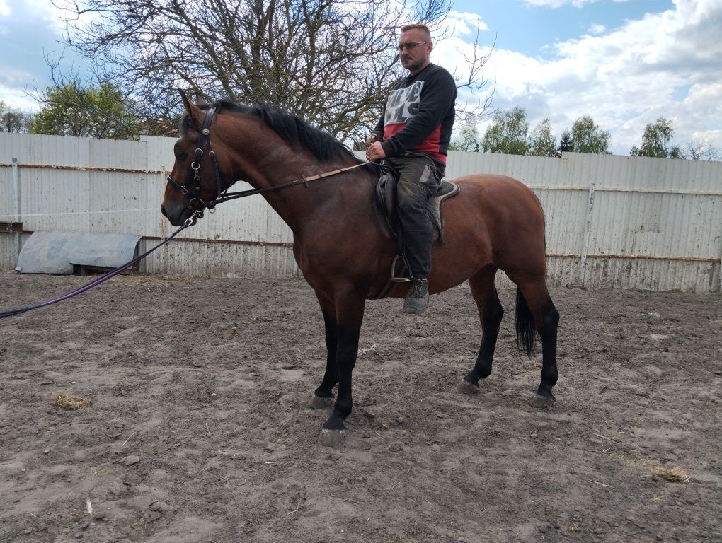 Piękny Wałach Polski Koń Sportowy