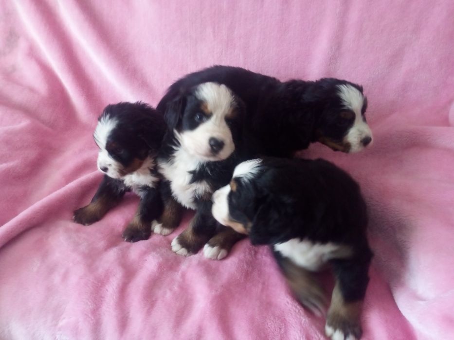 Berneński pies pasterski