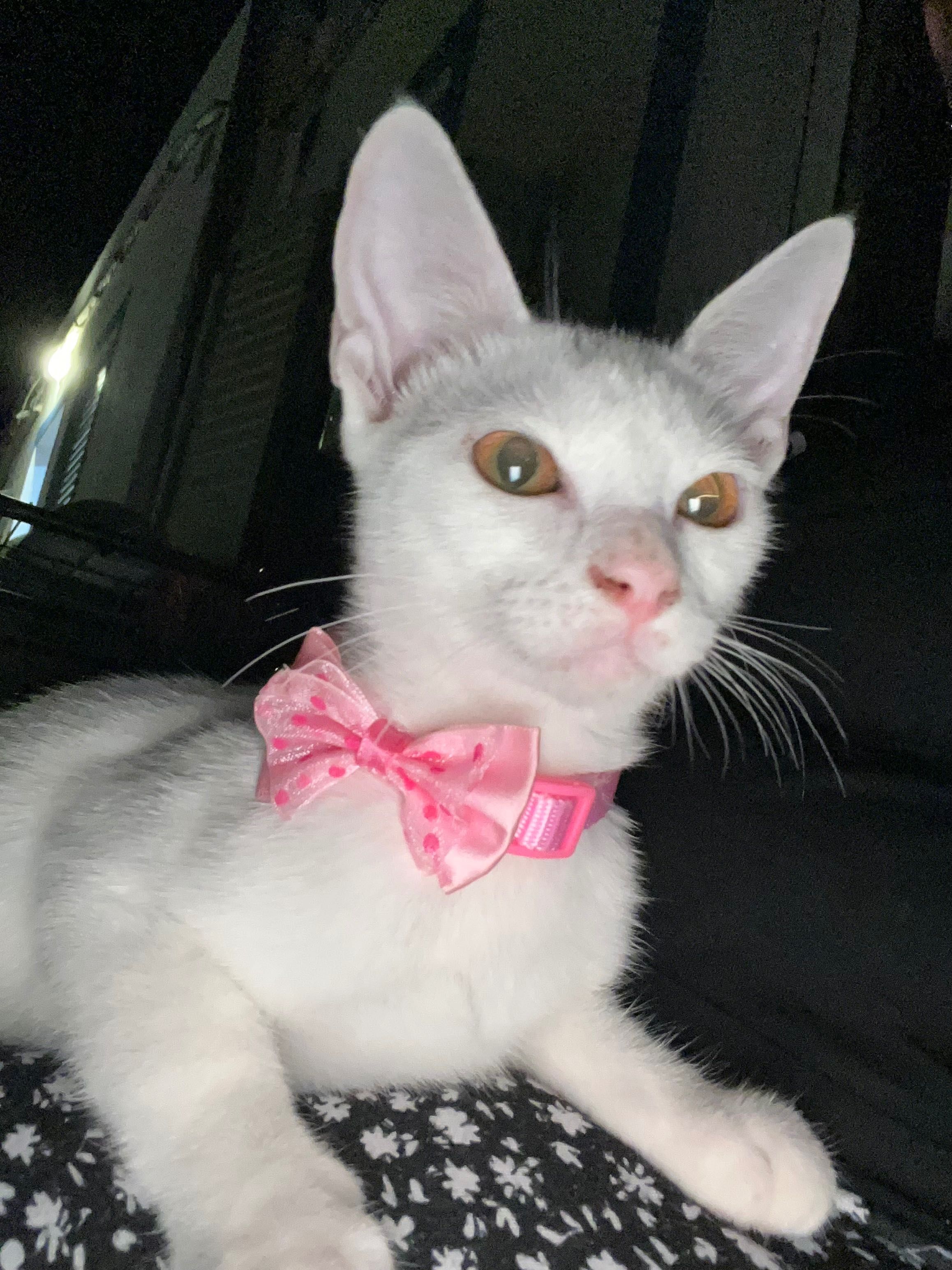 Gata • Fêmea • 4 meses
