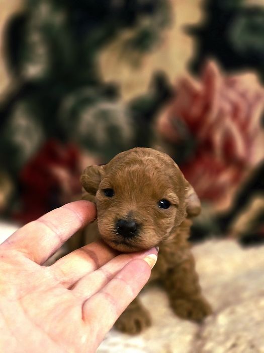 Pudel toy red piesek odbiór w grudniu