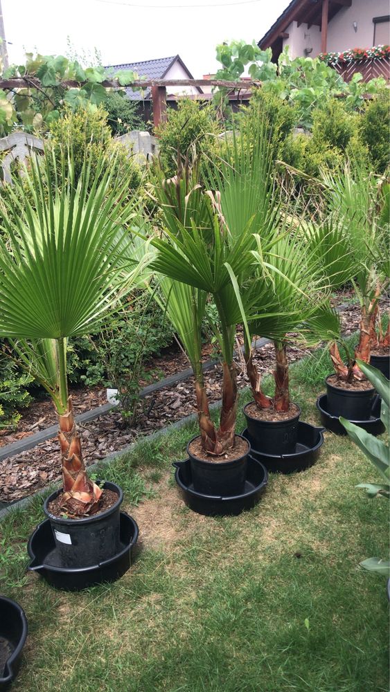 Palma Washingtonia Robusta