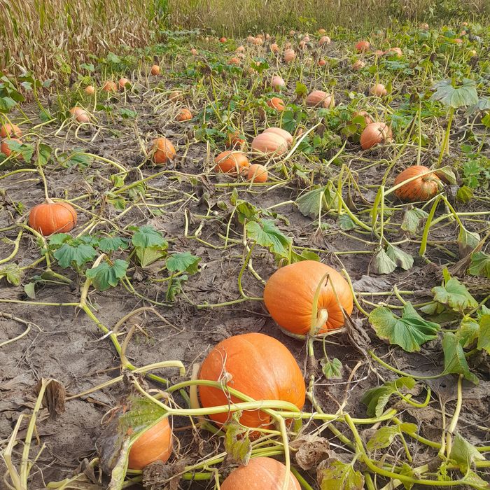 Karma pasza dla kur królików ptaków kóz owiec bydła trzody