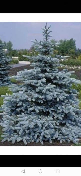 Plantacja choinek srebrne i zielone.