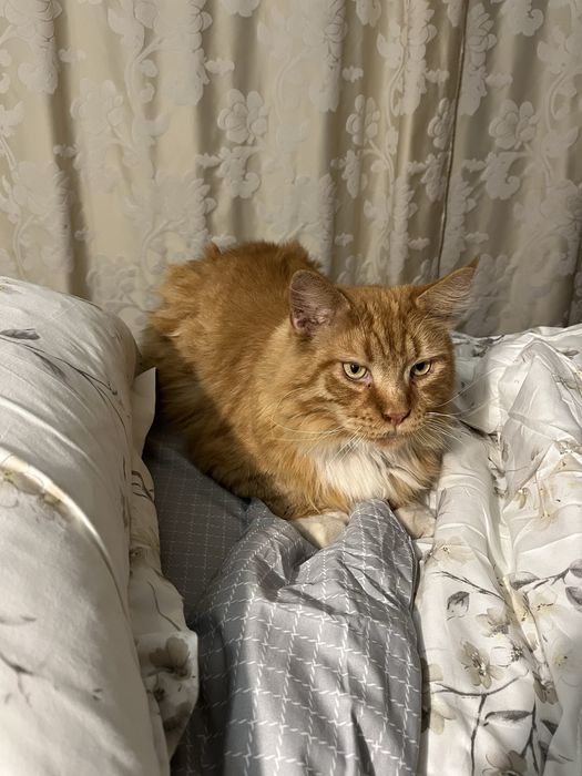 Пропав котик мейн кун Рижуля