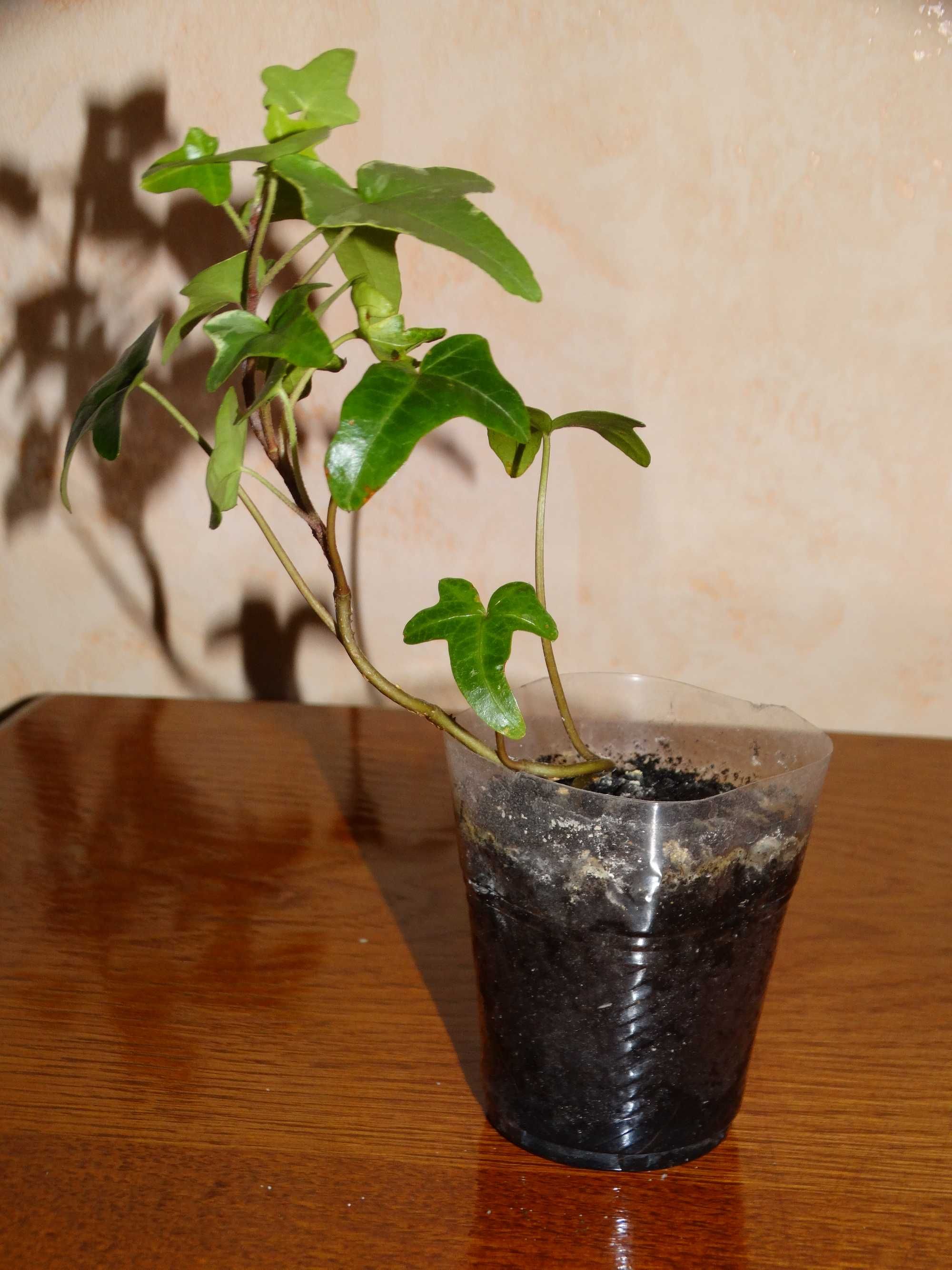 Плющ канарський Hedera canariensis