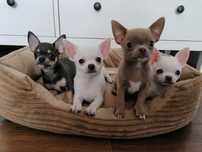 Chihuahua chłopiec