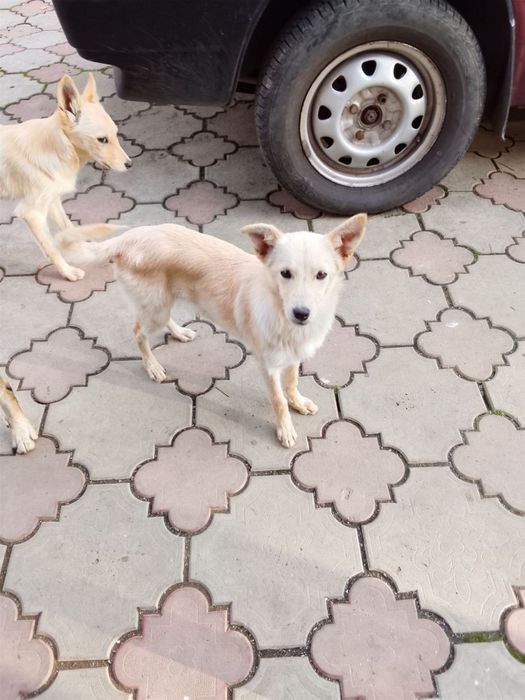 Віддам у добрі руки 2 маленьких песиків!

Віддаю двох чарівних дівчато