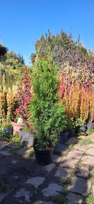 Thuja Żywotnik SZMARAGD- smaragd