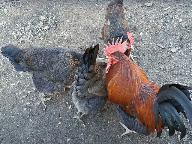 Яйце інкубаційне.Курчата, Доркінг золото, срібло.