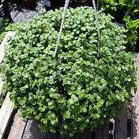 Традесканція  Бургунді  каллізія Рожева пантера Черепаха