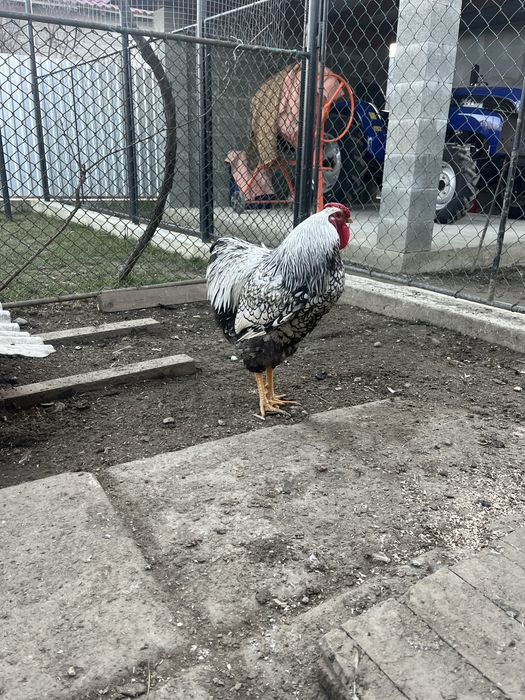 Віандот когути 6 м