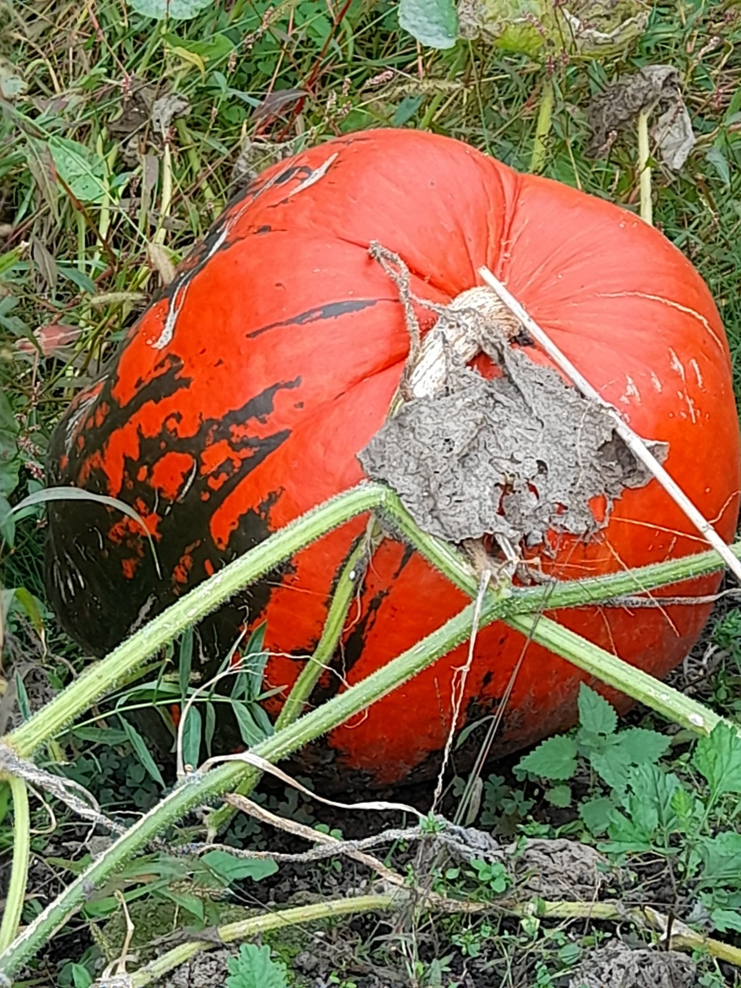 Dynia, ekologiczna, bio z własnego ogródka