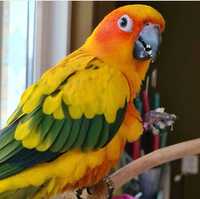 Великолепные попугаи Неразлучники,Розелла,Сенегальские,ожереловые
