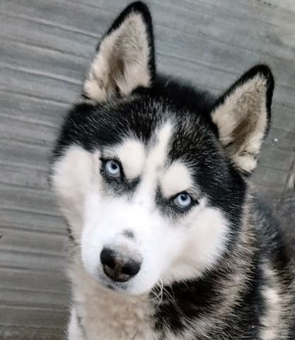 В'язка Хаскі. Пес від заводчиків. Чистокровний. Хороші дані.