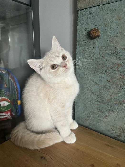 Flavia Liliowy Zakątek*Pl kotka w kolorze kremowym wystawowo/hodowlana