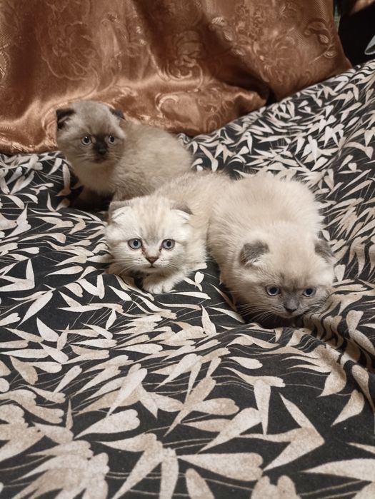 Кошенята скоттіш фолд