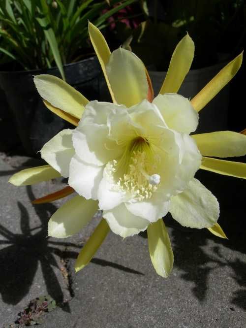 Epiphyllum żółto-białe - cięta sadzonka