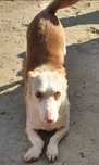 Pinto- cachorro de porte pequeno para adoção