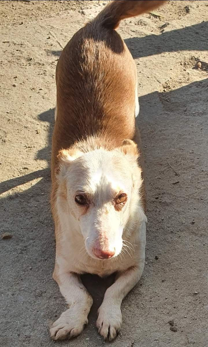 Pinto- cachorro de porte pequeno para adoção