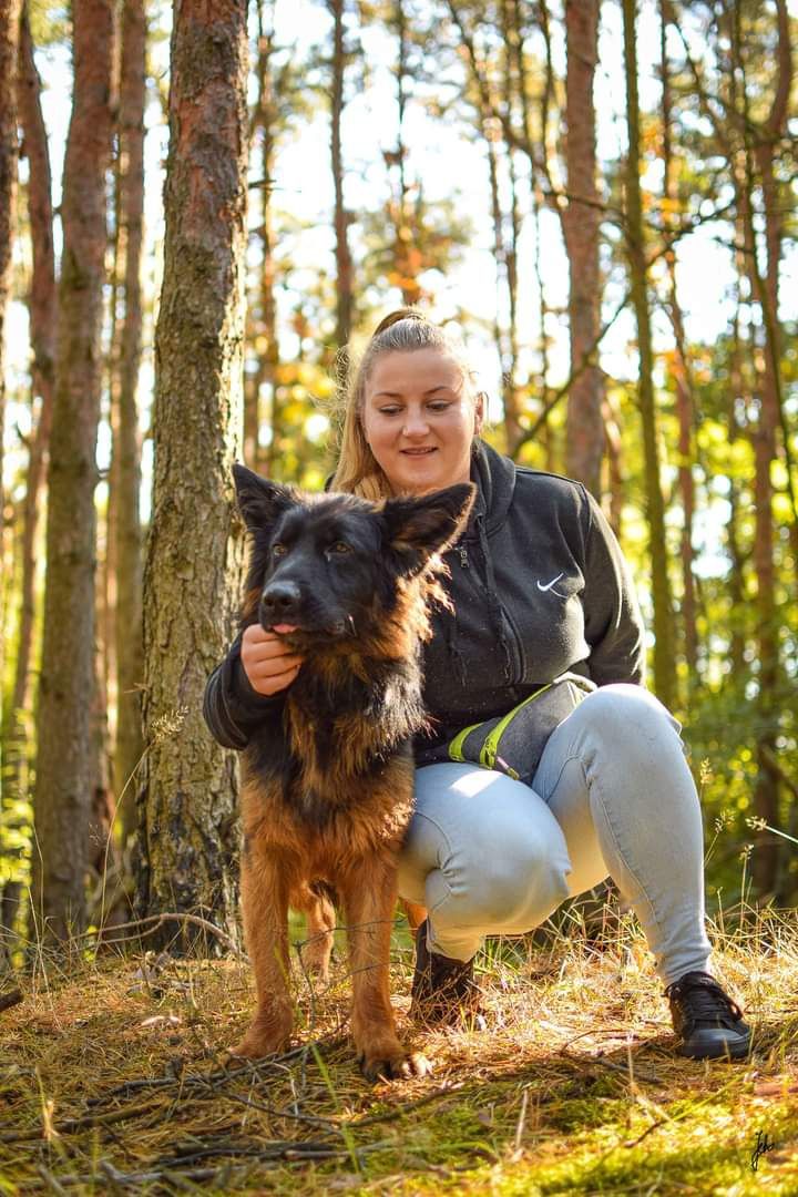 Młody, sympatyczny pies w typie owczarka do adopcji!