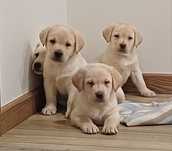 Piesek rasy Labrador retriever
