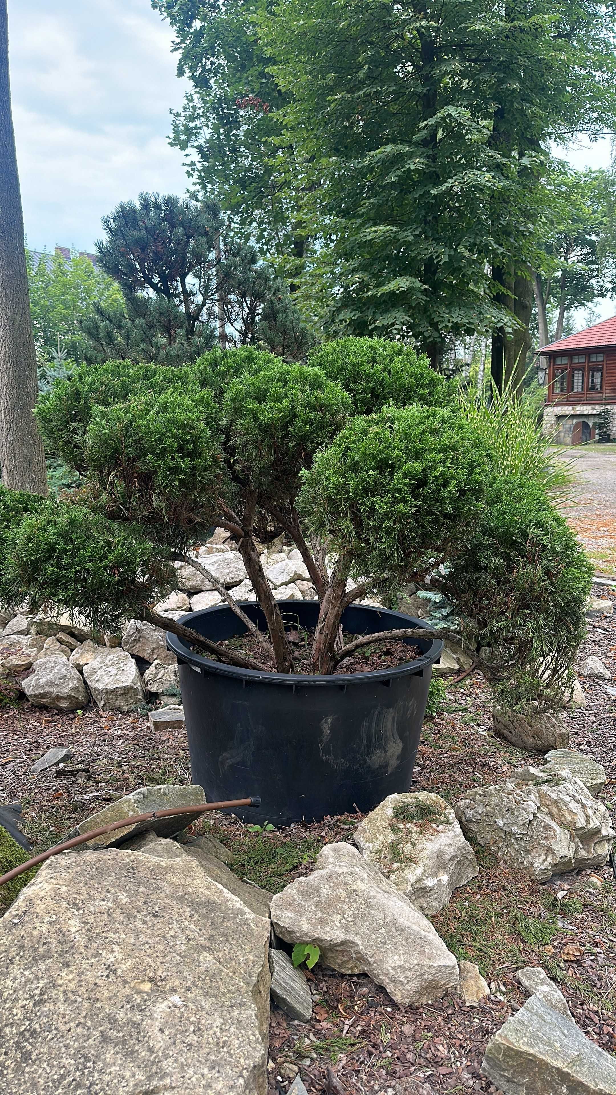 Krzewy formowane bonsai  Jałowiec Cis Cyprys Modrzew