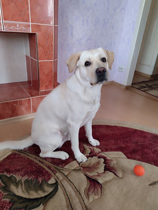 В'язка лабрадора