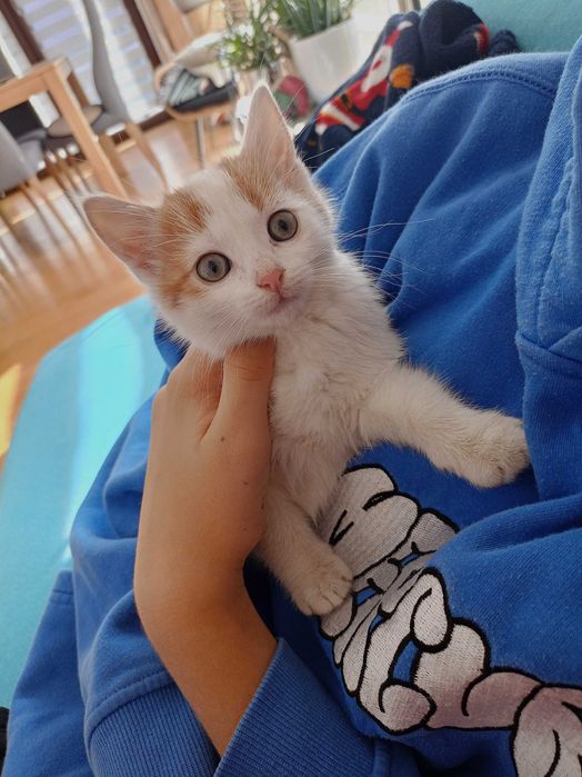 Oddam kotkę 2.5 miesieczną