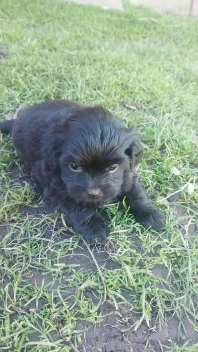 Продам собачки пікінеси