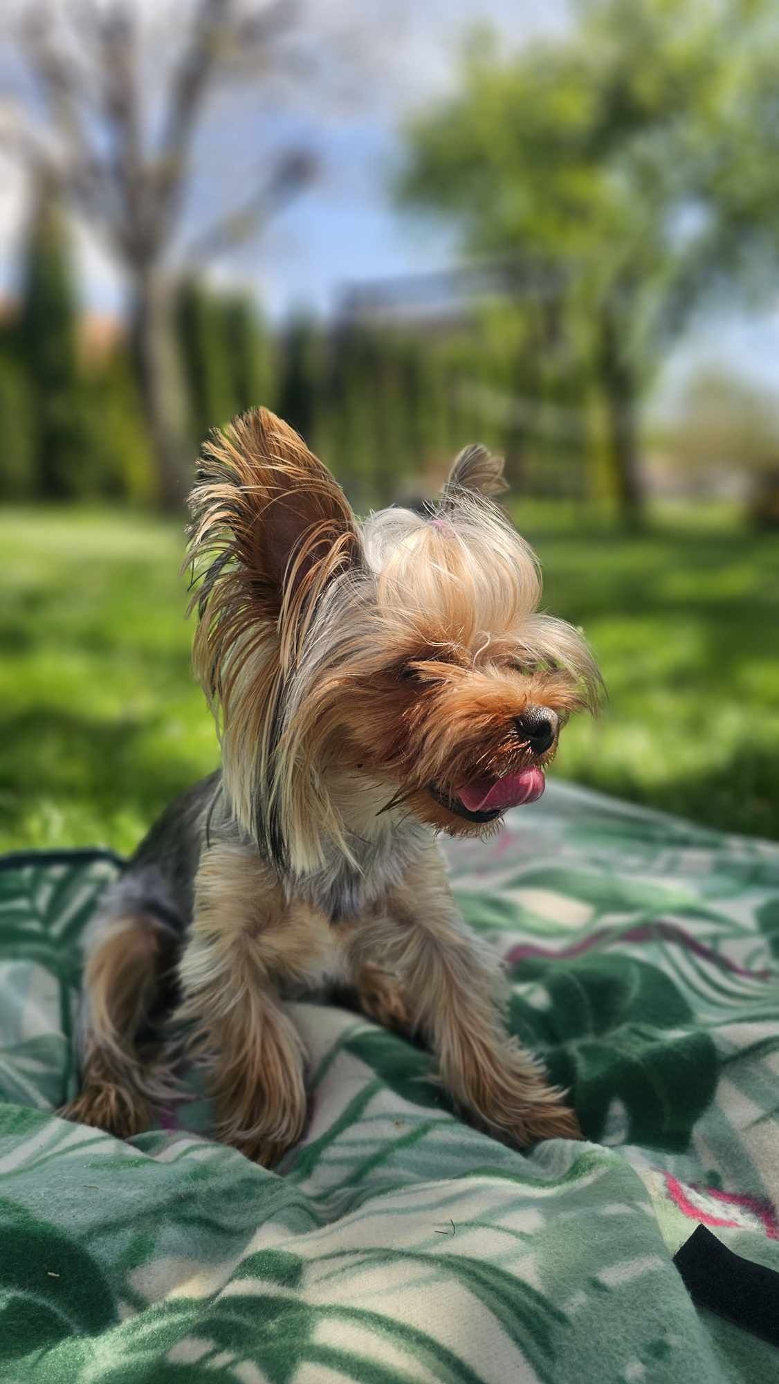 Piesek rasy Yorkshire terrier GOTOWY DO ODBIORU