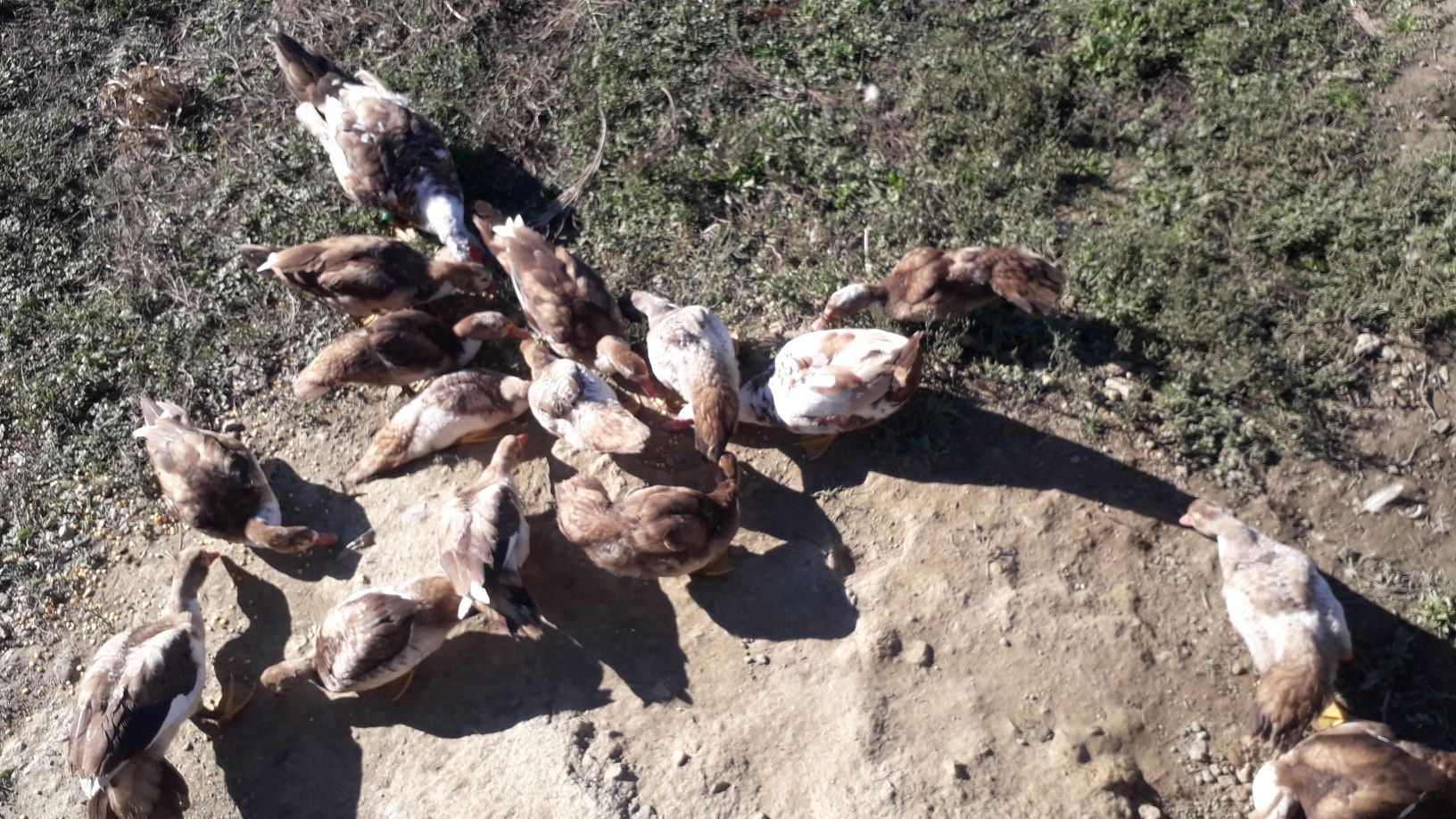 Patos mudos jovens