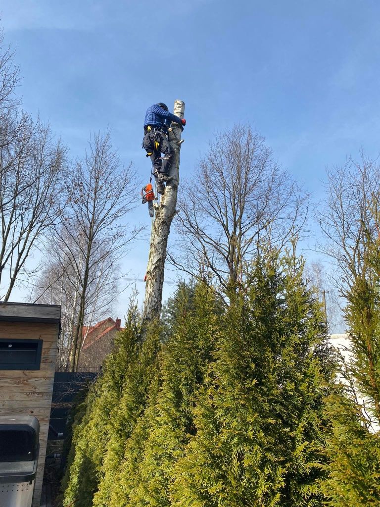 Wycinka drzew i pielęgnacja metodą alpinistyczną alpinista drzewołaz