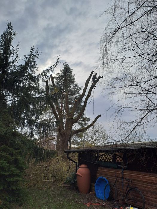 Frezowanie pni koszenie traw