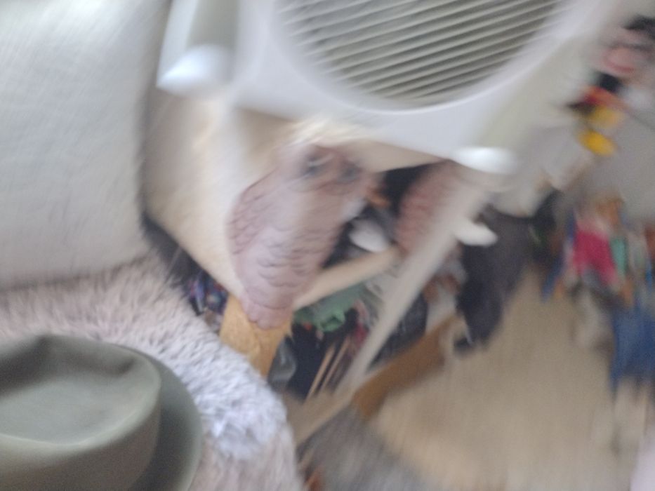 Kapelusz męski Antilope Morrison