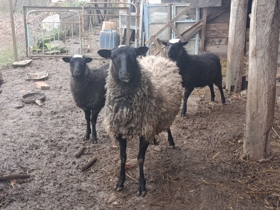 Продаються баранчики