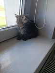 Maine Coon kotka