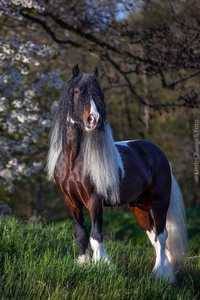 Ogier irish Cob Tinker