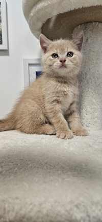Kot brytyjski piękny biszkoptowy