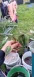 philodendron ukorzeniony
