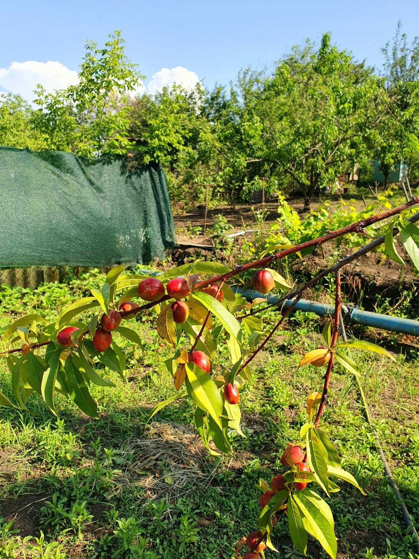 Продам райский уголок в СТ " Крона", 5 мин от Яхт-клуба "Сич"