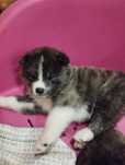 Akita inu japonesa c/ lop pedigree fci